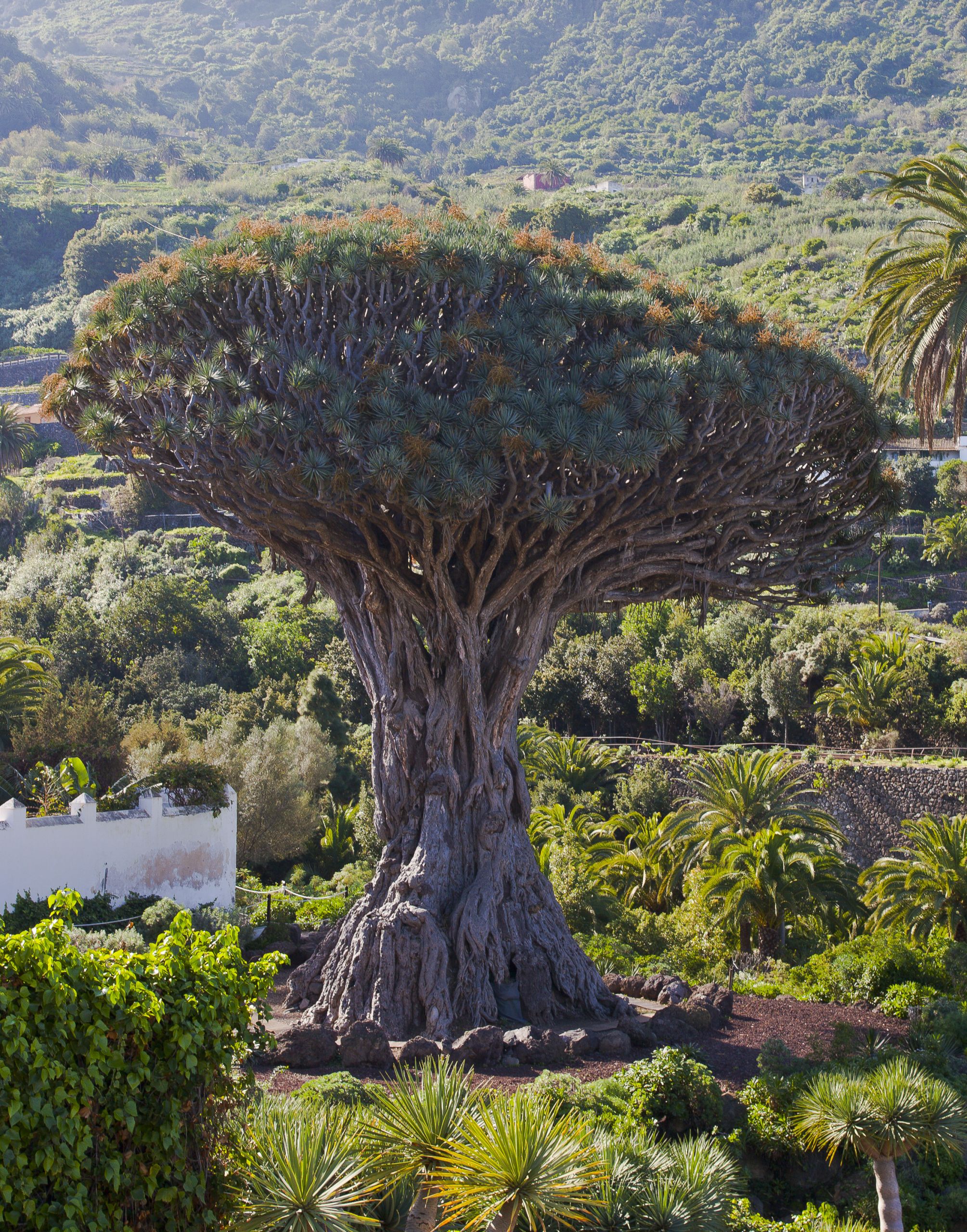 Botanical landscape representing the ancient Drago tree and gardens in Icod de los Vinos