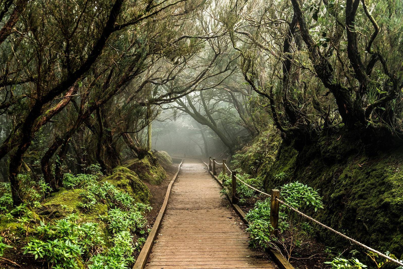 Lush forest representing the green landscapes of Anaga